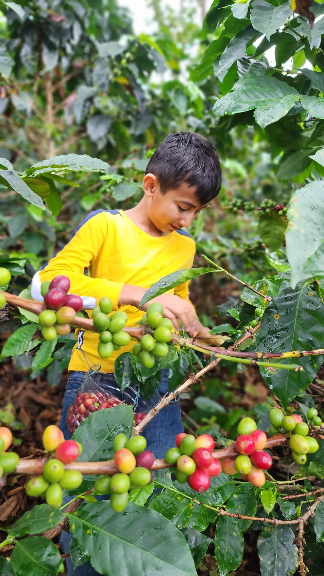 Bean to Cup Coffee Tour